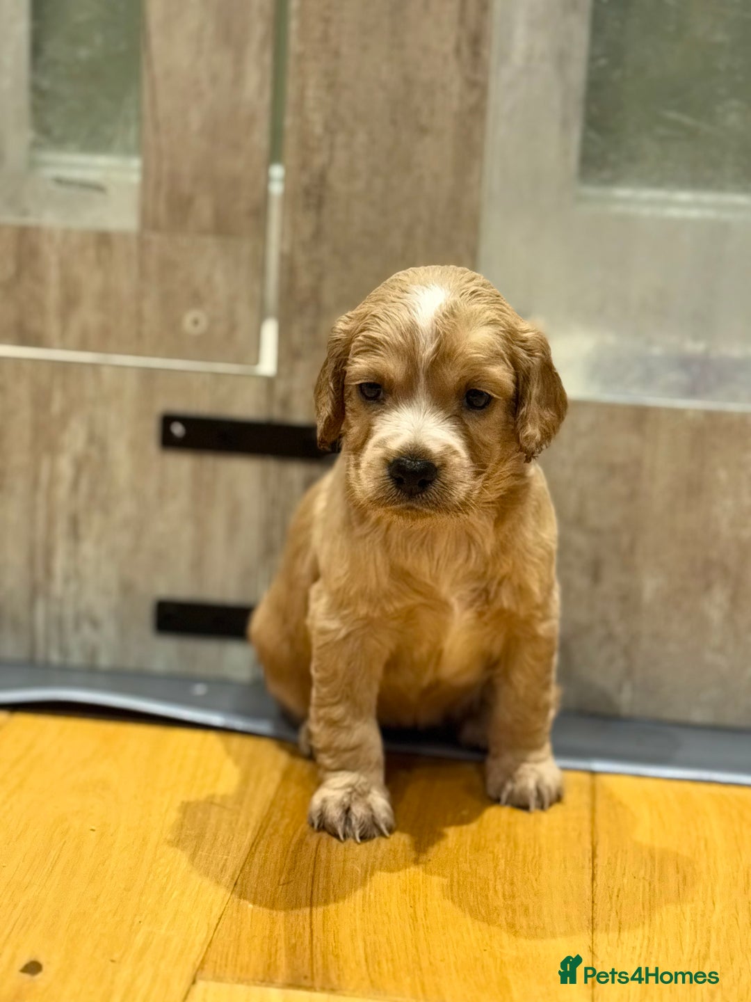 Cocker Spaniel dogs for sale: Golden KC working cocker spaniel puppies  - Image 5