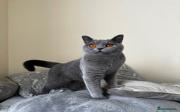 British Shorthair cats for sale: Adorable & Playful British Shorthair! - Image 4
