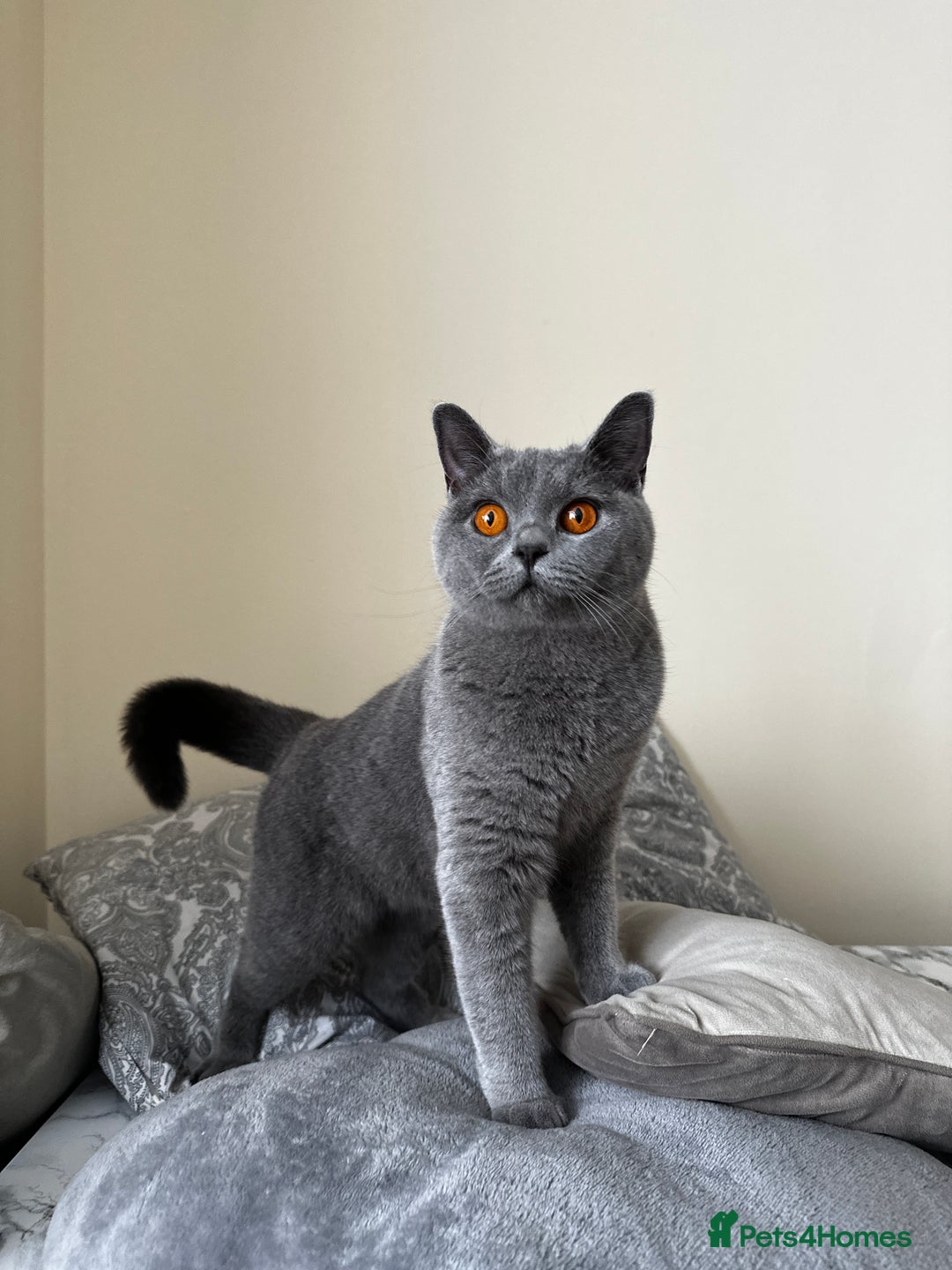 British Shorthair cats for sale: Adorable & Playful British Shorthair! - Image 4