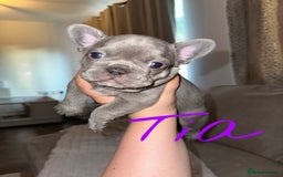 French Bulldog dogs for sale: French bulldog pups 🐶  - Image 3