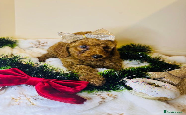 Cockapoo dogs Beautiful Cockapoo Puppies – Ready Soon! 🐶💛 - Advert 9