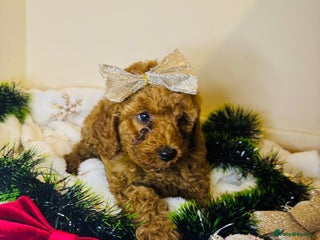 Cockapoo dogs Beautiful Cockapoo Puppies – Ready Soon! 🐶💛 - Advert 11