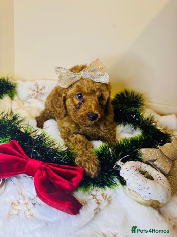 Cockapoo dogs Beautiful Cockapoo Puppies – Ready Soon! 🐶💛 - Advert 12