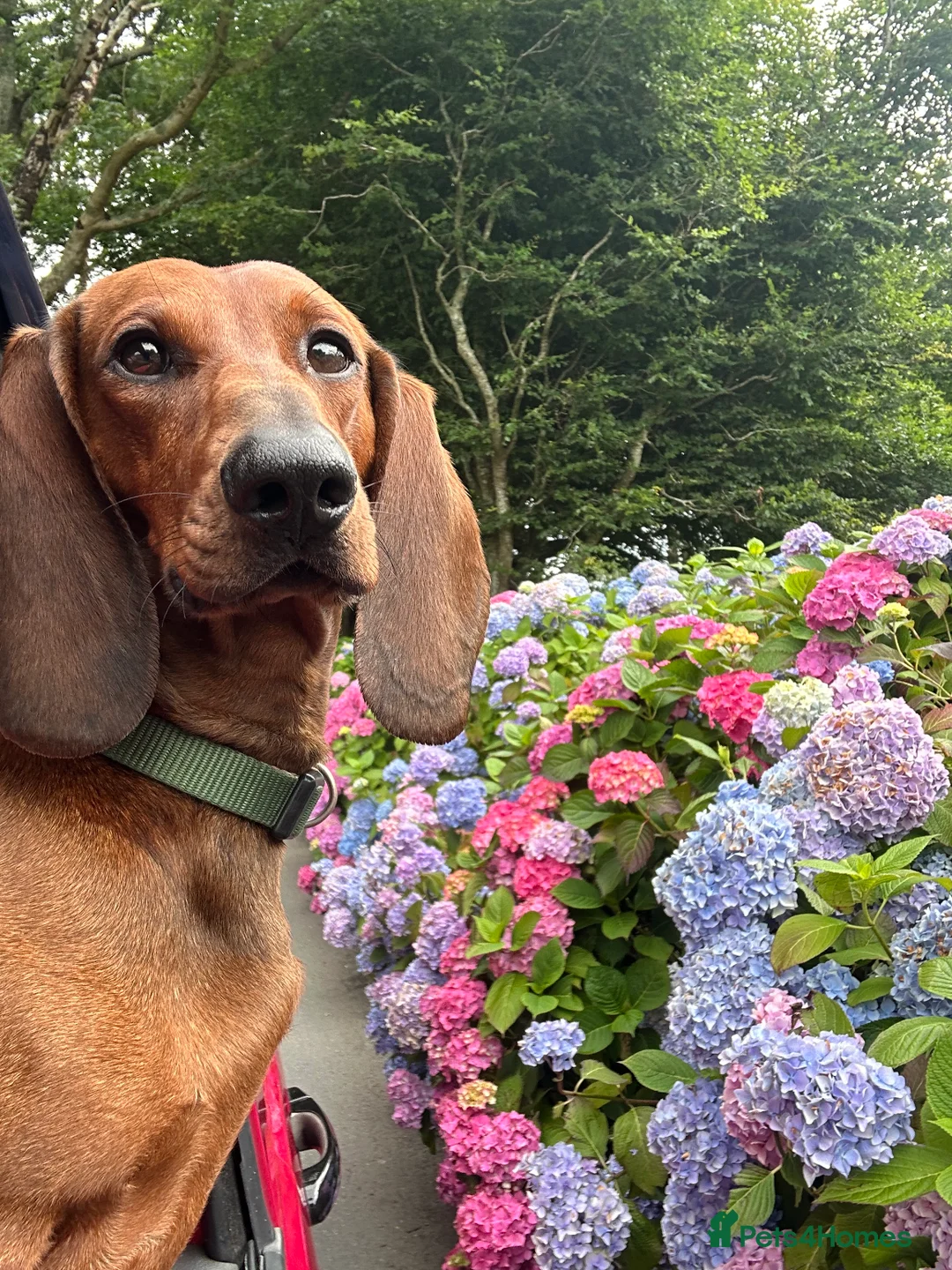 Dachshund dogs for stud: KC Standard smooth red hair dachshund  stud in Banbury - Advert 15