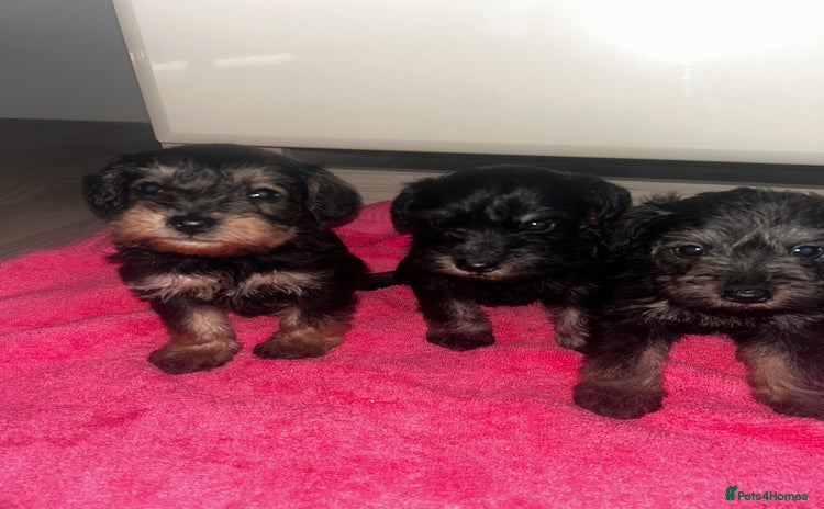 Mixed Breed dogs Miniature Schnoodles  - Advert 9