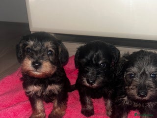 Mixed Breed dogs Miniature Schnoodles - Advert 7