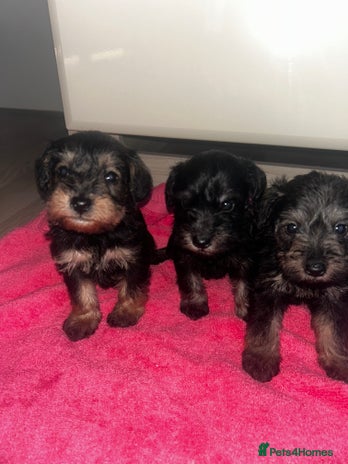 Mixed Breed dogs Miniature Schnoodles - Advert 4
