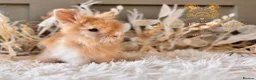 Angora rabbits for sale: BEAUTIFUL LITTER OF ANGORAS - Advert 21