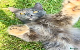 Mixed Breed cats for sale: 6 Beautiful long hair mixed kittens - ready 26/08 - Image 17