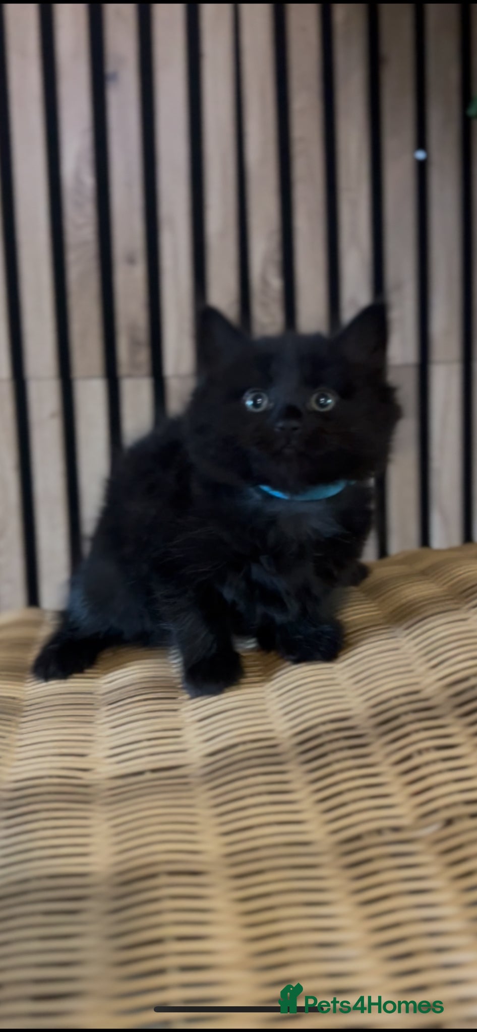 Mixed Breed cats 2 absolutely gorgeous fluffy boys  - Advert 1