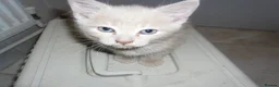 Mixed Breed cats for sale: 4 Ginger male kittens for sale to loving homes - Advert 2