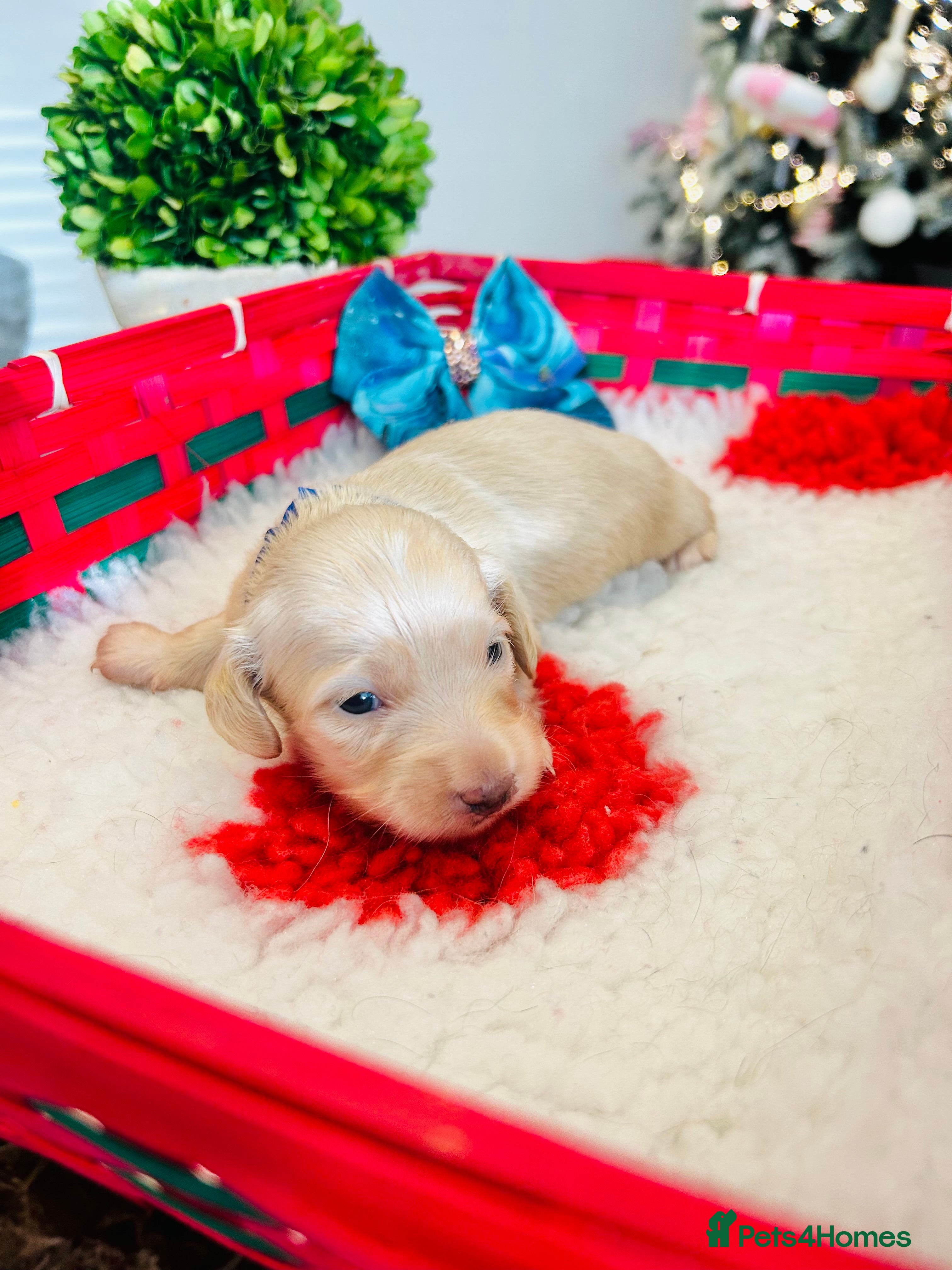 Miniature Dachshund dogs Creams  -5 Star Breeder ⭐️⭐️⭐️⭐️⭐️ - Advert 4