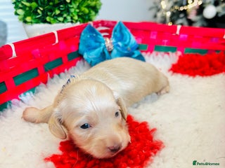 Miniature Dachshund dogs Creams -5 Star Breeder ⭐️⭐️⭐️⭐️⭐️ - Advert 2