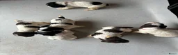 English Springer Spaniel dogs for sale: Gorgeous KC Springer Spainel Puppies  - Advert 8