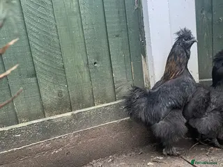 Chickens poultry Silkie rooster - Advert 1