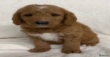 Australian Labradoodle dogs Australian Labradoodle Pups  - Advert 2