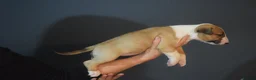 Bull Terrier dogs for sale: Quality Bull Terrier Puppies - Advert 9