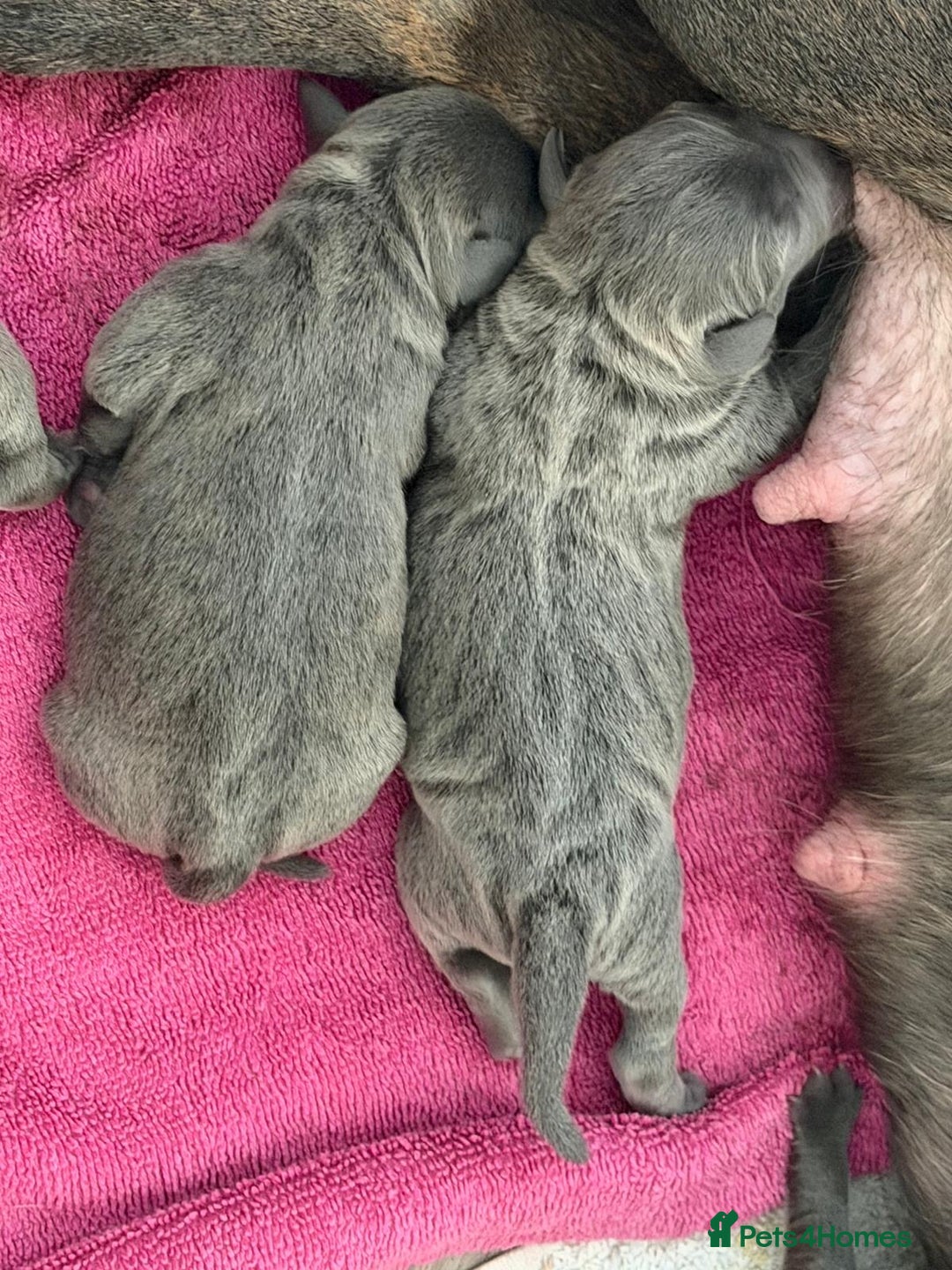 Staffordshire Bull Terrier dogs for sale: Amazing blue Staffordshire puppies - Advert 4