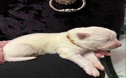 Samoyed dogs for sale: KC reg. Samoyed puppies with champ bloodline  - Advert 32