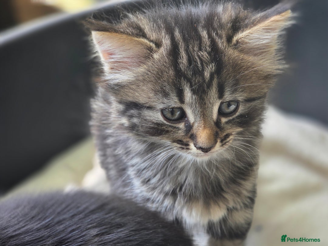 Mixed Breed cats for sale: Kittens for sale (NEED GONE ASAP) - Image 2