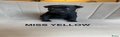 Miss Yellow