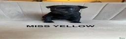 Staffordshire Bull Terrier dogs for sale: Black KC Reg/Health Tested Staffordshire Puppies. - Advert 4