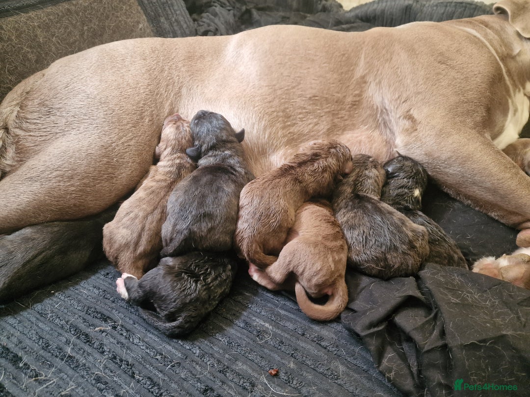 Mixed Breed dogs for sale: Amazing puppys  - Image 1