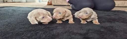 Miniature Dachshund dogs for sale: Beautiful miniature dachshunds  - Advert 1
