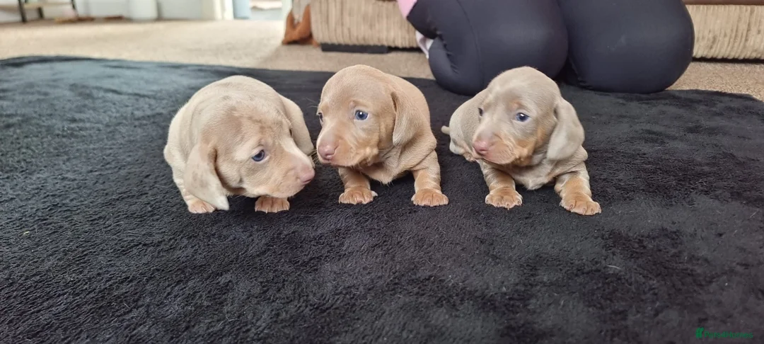 Miniature Dachshund dogs for sale: Beautiful miniature dachshunds  - Advert 1
