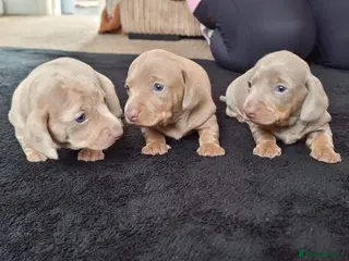 Miniature Dachshund dogs Beautiful miniature dachshunds - Advert 14