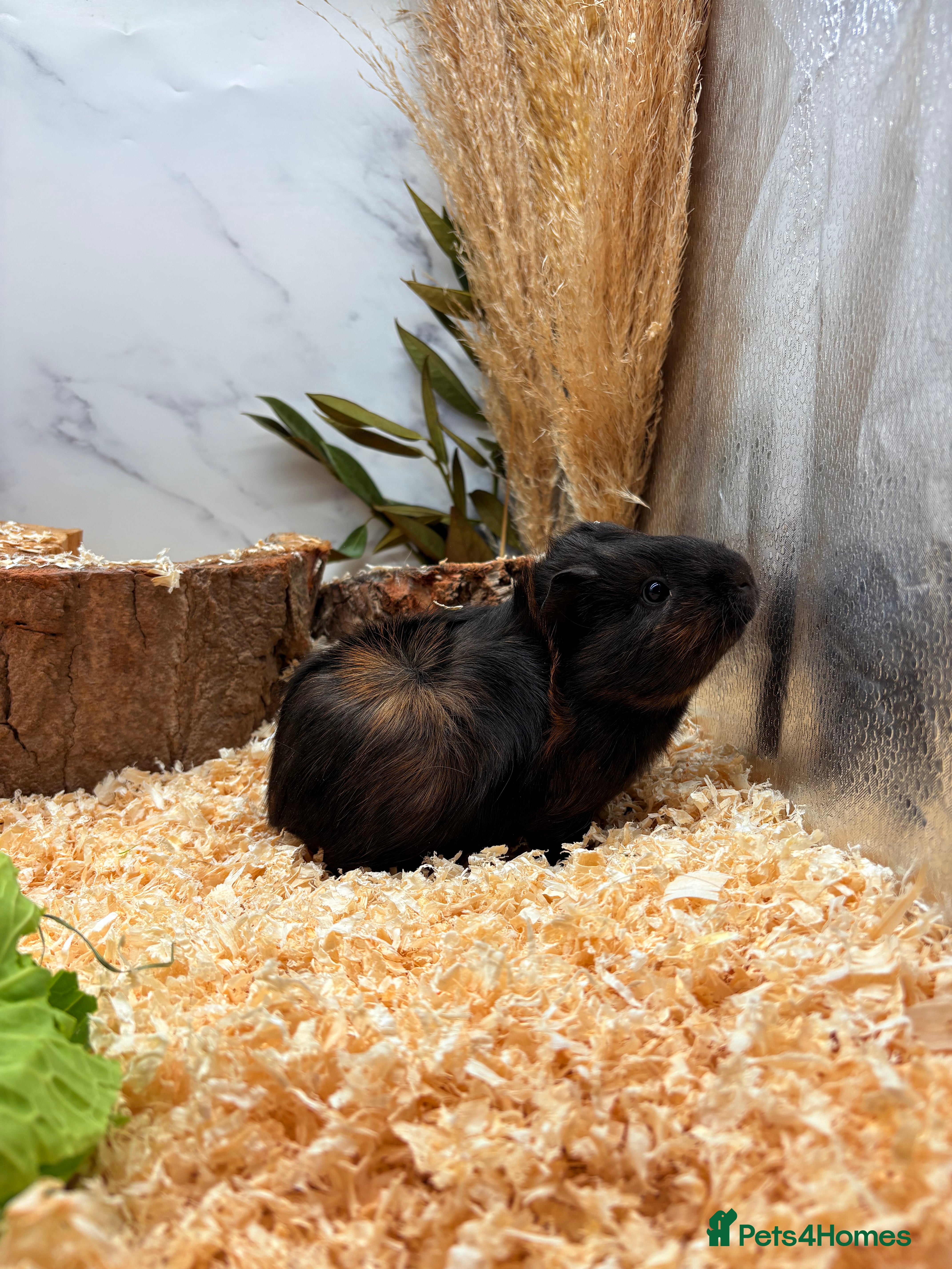 Guinea Pig rodents LOTS OF BABY GUINEA PIGS FOR SALE 🐹 - Advert 14