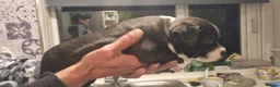 Staffordshire Bull Terrier dogs for sale: Staffordshire Bull Terrier Puppies For Sale - Advert 3