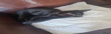 Domestic Shorthair 2