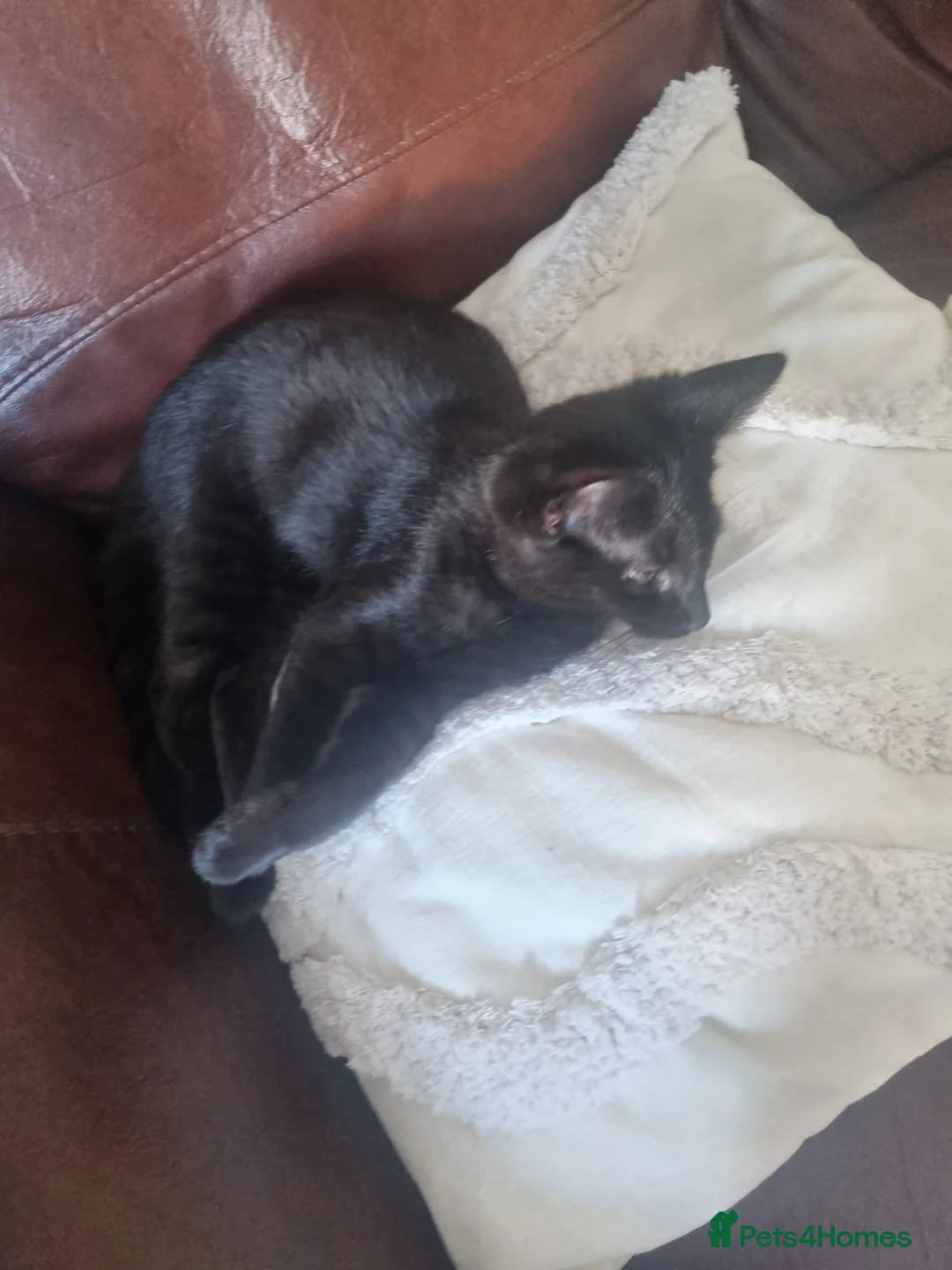 Domestic Shorthair cats for sale: Beautiful rescued kittens - Advert 2