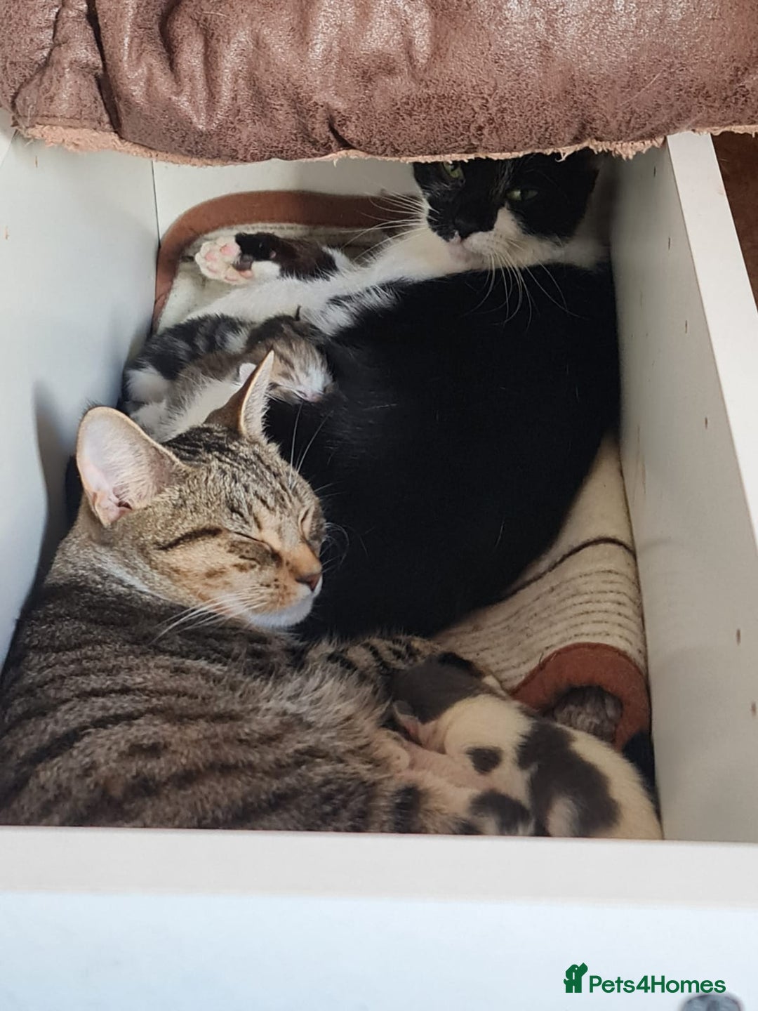 Domestic Shorthair cats for sale: 5 female Tabby Kittens - Image 4
