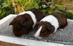 Guinea Pig rodents for sale: Sows/ Female Guinea pigs - Image 17