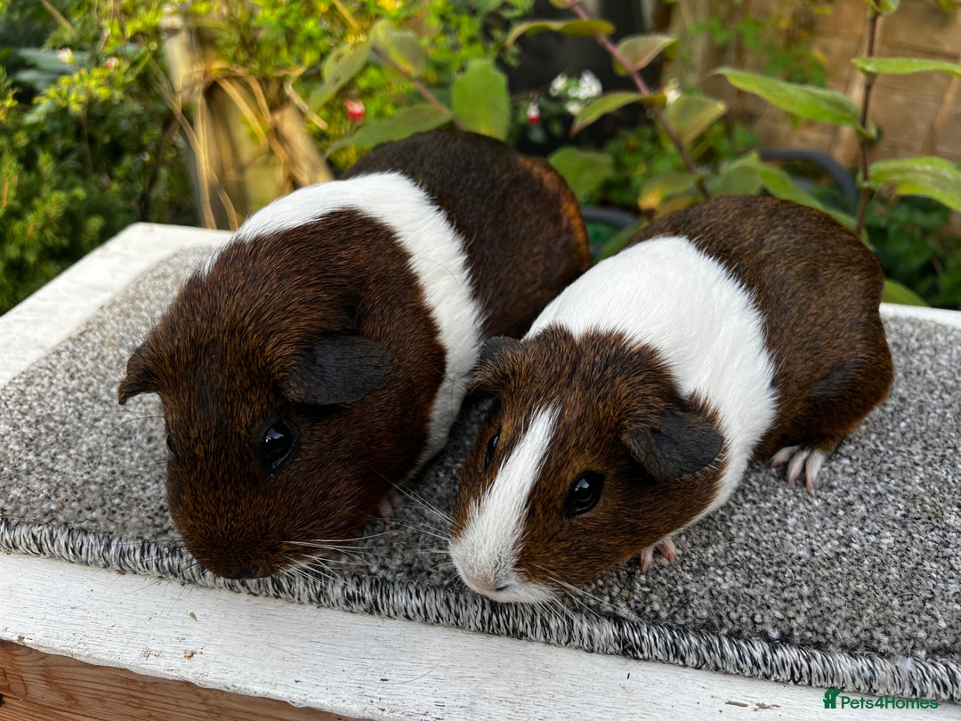 Guinea Pig rodents for sale: Sows/ Female Guinea pigs - Image 17