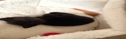 Mixed Breed cats for sale: 5 Beautiful Black Mixed Breed Kittens - Advert 22