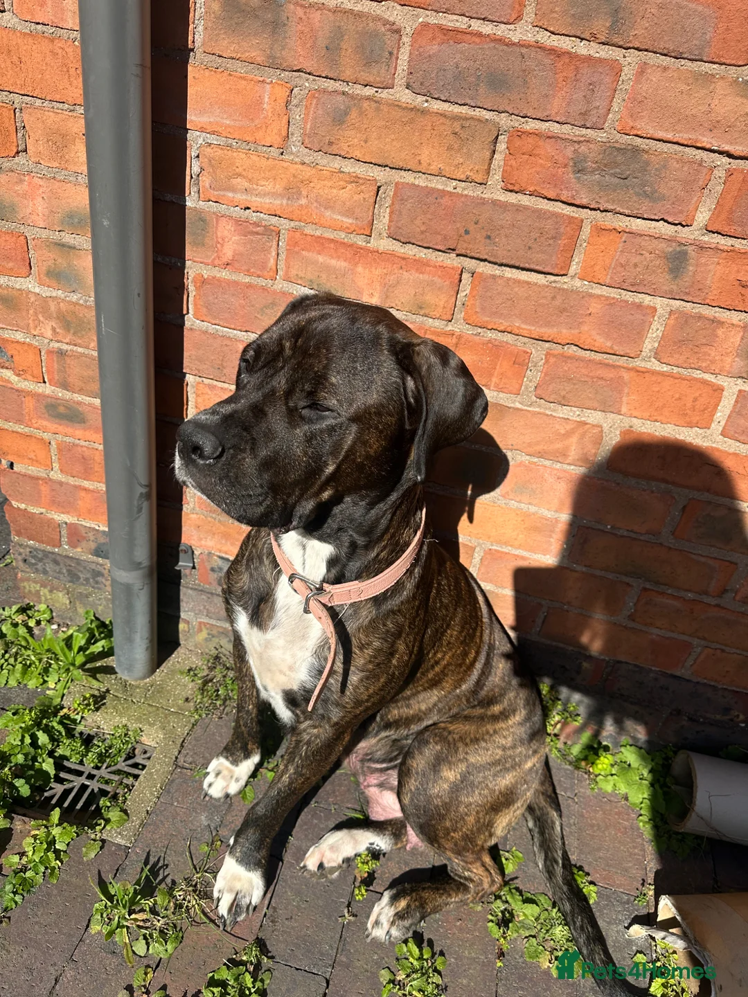 Mixed Breed dogs for sale: Beautiful Rottweiler mix puppies for forever home in Beverley - Advert 1