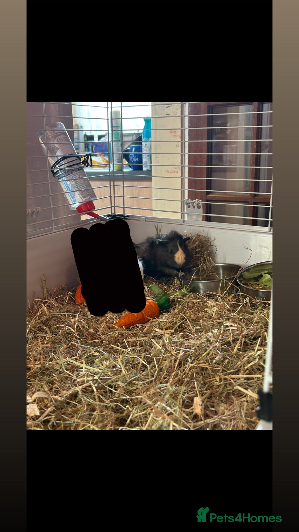 Guinea Pig rodents Rehoming my guinea pig  - Advert 17