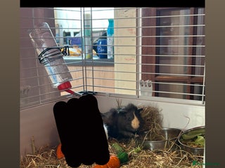 Guinea Pig rodents Rehoming my guinea pig - Advert 1