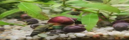 Snails fish for sale: Mystery Snails - Advert 1