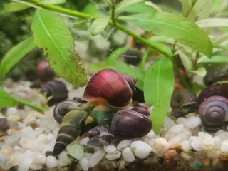 Snails fish for sale: Mystery Snails - Advert 1