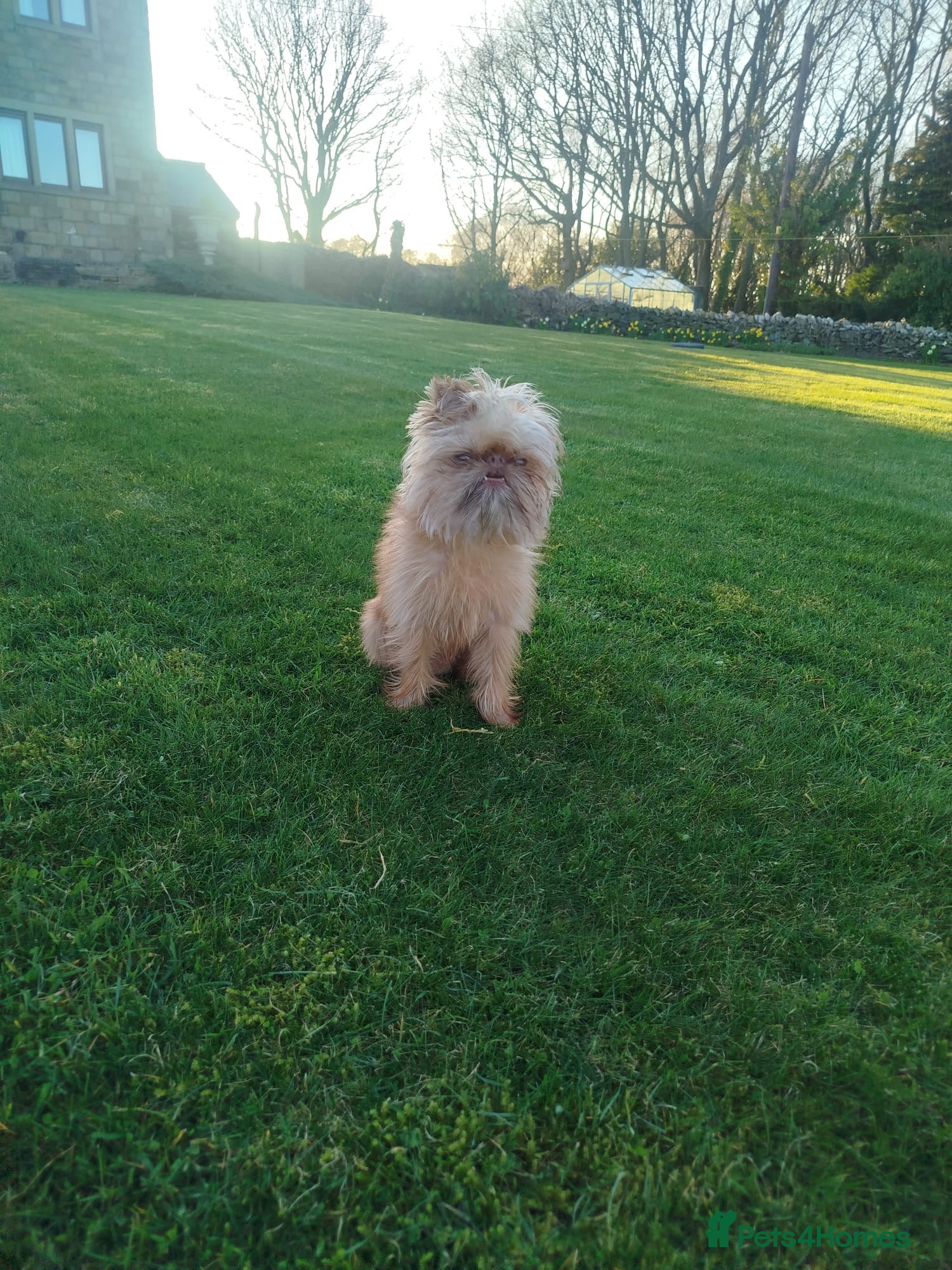 Griffon Bruxellois dogs Small Chocolate Fawn Male - Advert 1