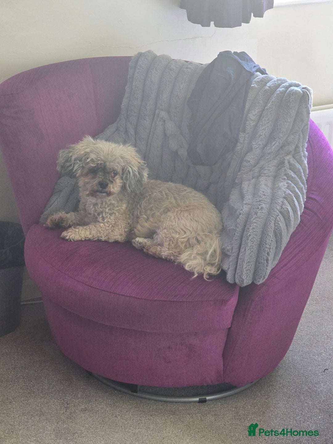 Shihpoo dogs for sale: Elderly Dog for Rehoming - Image 2