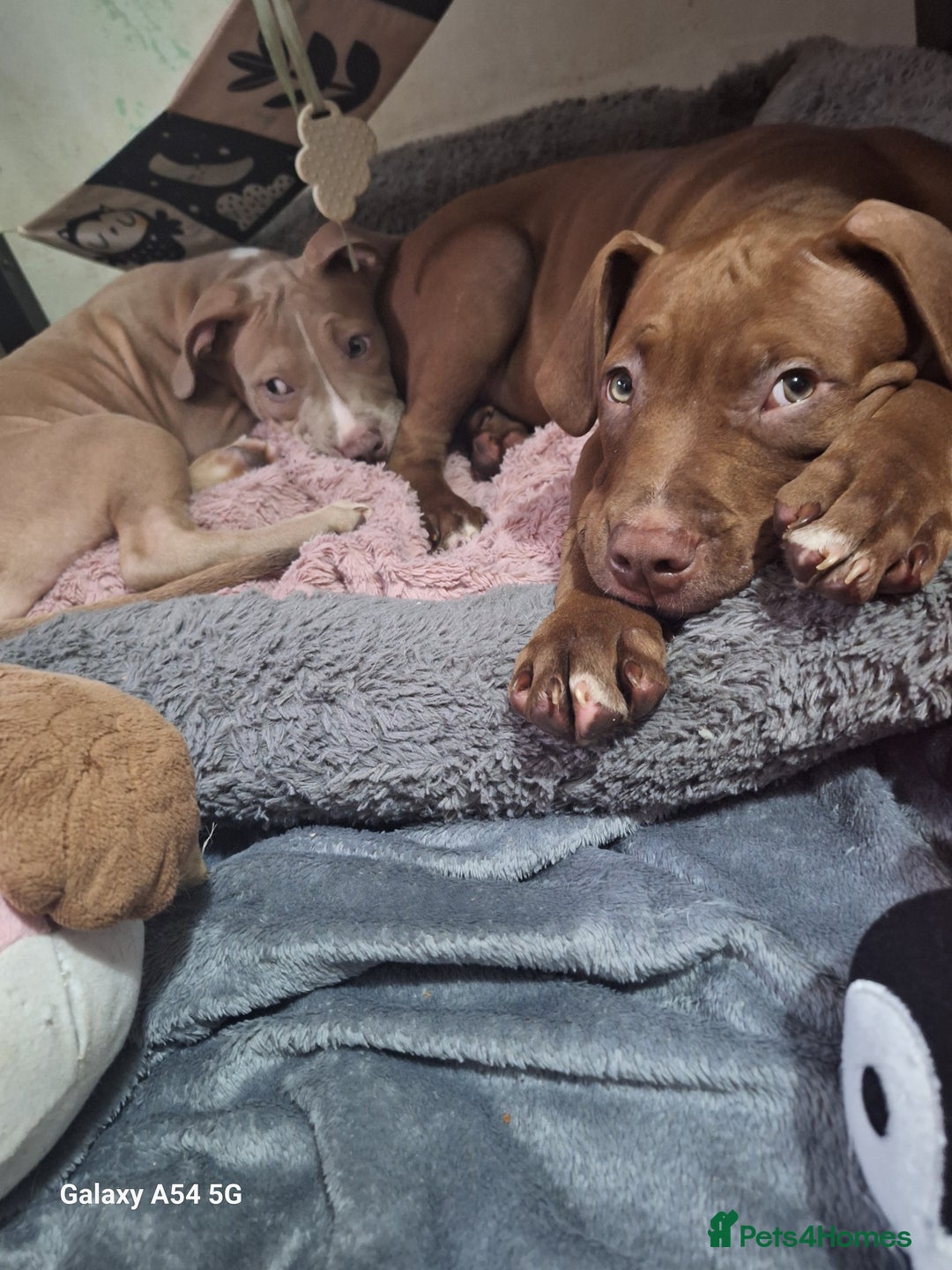 American Bulldog dogs for sale: 11 little hearts need their forever home - Advert 2