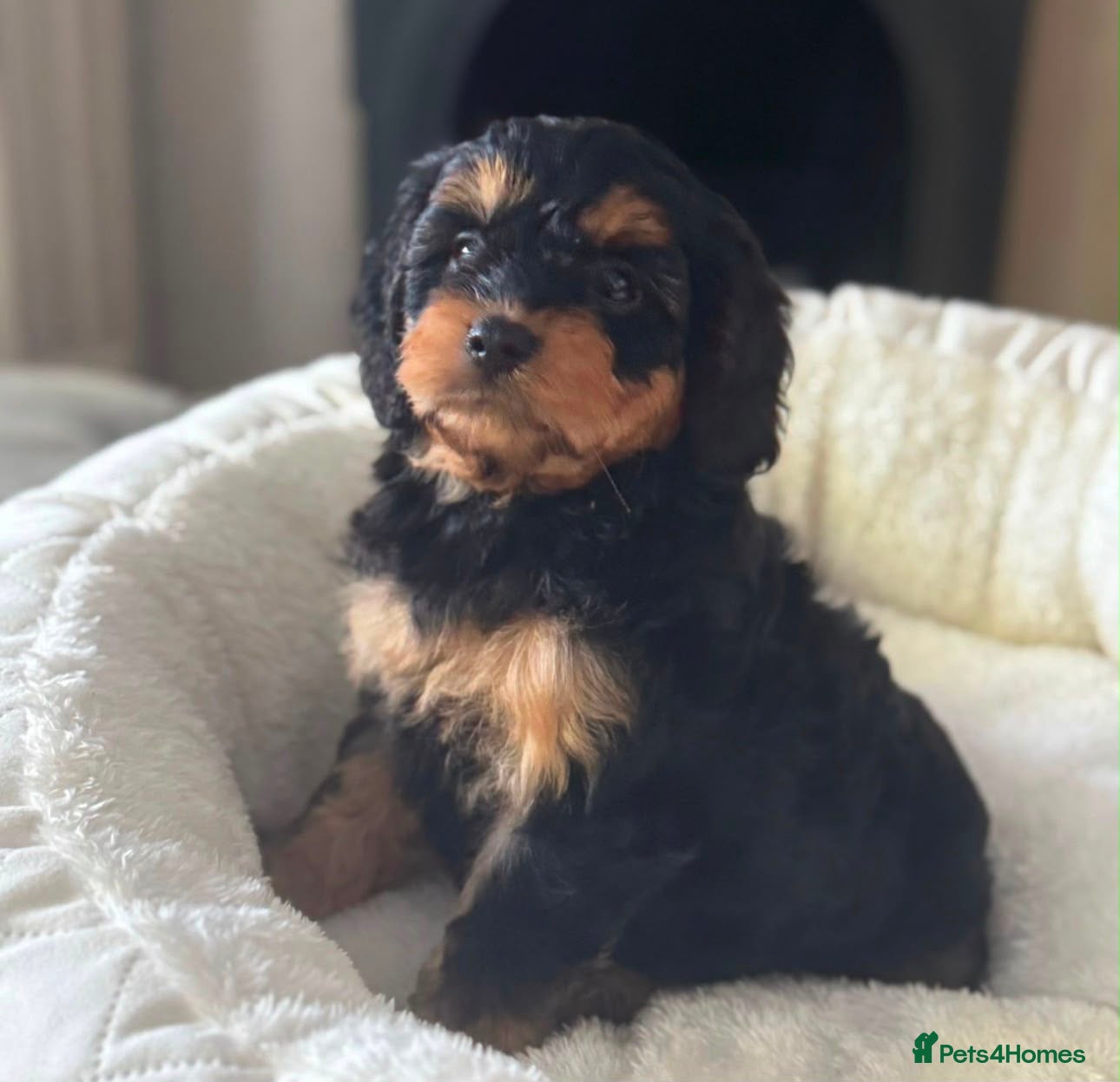 Cavapoo dogs Fully tested Cavapoo’s F1 💙❤️ - Advert 12