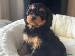 Cavapoo dogs Fully tested Cavapoo’s F1 💙❤️ - Advert 12