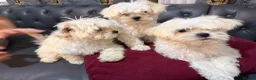 Bichon Frise dogs for sale: Bichon in Warrington - Advert 4