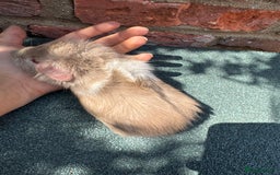Guinea Pig rodents for sale: Guinea Pigs  - Image 14